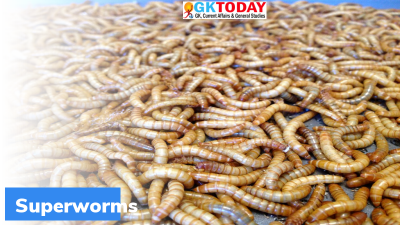 What is Superworms?
