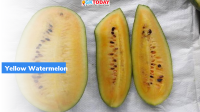 Yellow Gold 48: Yellow Watermelon commercially introduced