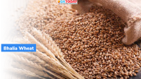 Exports of GI certified Bhalia wheat from Gujarat begins