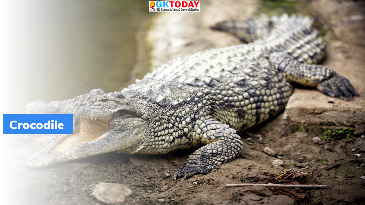 Odisha's Kendrapara district: Only place to have all 3 Crocodile Species -  Let's read current affairs facts here! - GKToday