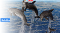 National Dolphin Research Centre to come up in Patna