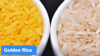 Philippines approves genetically modified ‘Golden Rice’