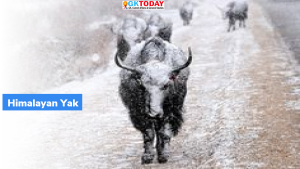 हिमालयी याक (Himalayan Yak) का बीमा किया जायेगा