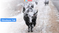 NABARD approves credit plan for rearing Yak Husbandry