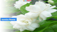 GI certified Madurai Jasmine Flowers exported to US, Dubai