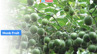 India’s first monk fruit cultivation begins in Kullu, H.P