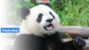 विशालकाय पांडा (Giant Panda) असुरक्षित हैं, लुप्तप्राय नहीं : चीन