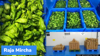 ‘Raja Mircha’ from Nagaland exported to London