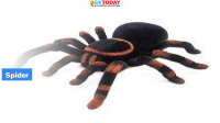 Gravelyia boro: New Underground Spider from Assam