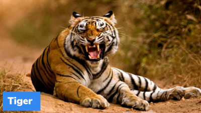 Navegaon Nagzira Tiger Reserve