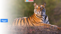 India lost 329 tigers in 3 years: Govt Data