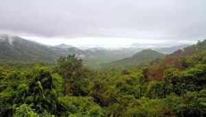 उष्णकटिबंधीय वर्षा वन
