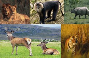 भारत में लुप्तप्राय प्रजातियाँ