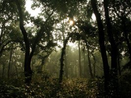 हिमालय उपोष्णकटिबंधीय चौड़ी पत्ती वाले वन
