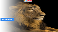 Lion@47: Vision for Amrutkal : New Plan for Conservation of Asiatic Lions