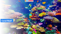 Thailand bans Coral-Damaging Sunscreens