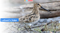 ‘Latham’s Snipe’ Migratory Bird