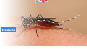 20 अगस्त: विश्व मच्छर दिवस (World Mosquito Day)