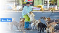Bhutan Achieves Milestone: Complete Sterilization and Vaccination of Stray Dog Population
