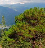 पूर्वोत्तर भारत-म्यांमार देवदार के जंगल