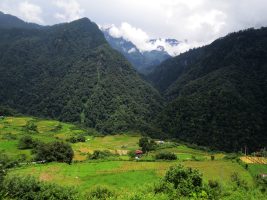 पूर्वी हिमालयी चौड़ी पत्ती वाले वन
