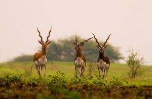 दक्कन कटीले झाड़ीदार वन
