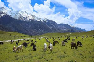 पश्चिमी हिमालयी अल्पाइन झाड़ी और घास के वन