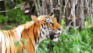 कर्नाटक के इको पार्क