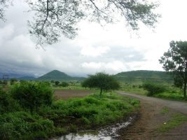 नर्मदा घाटी के शुष्क पर्णपाती वन