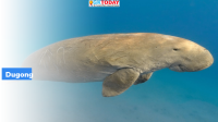 Tamil Nadu to set up India’s first Dugong Conservation Reserve