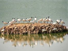 पोरबंदर पक्षी अभयारण्य