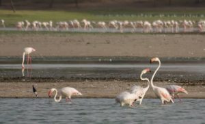 थोल वन्यजीव अभ्यारण्य