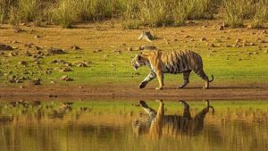बोर वन्यजीव अभयारण्य