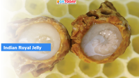 Indian Royal Jelly- Key Facts