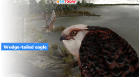 Australia: Fossil of Oldest Koala-hunting eagle discovered