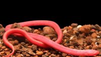 Hypogean Freshwater Eel