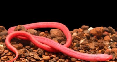 Hypogean Freshwater Eel