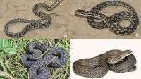 Nujiang Pit Viper and Glacier Pit Viper