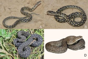 Nujiang Pit Viper and Glacier Pit Viper