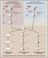 Transgenerational Epigenetic Inheritance