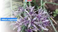 Allium negianum