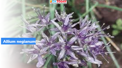 Allium negianum
