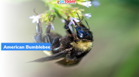 American bumblebee could be declared endangered