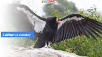 California Condor