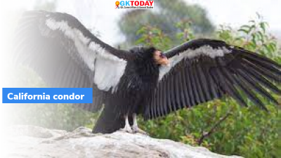 California Condor