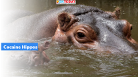 Cocaine Hippos