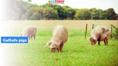 GalSafe Pigs