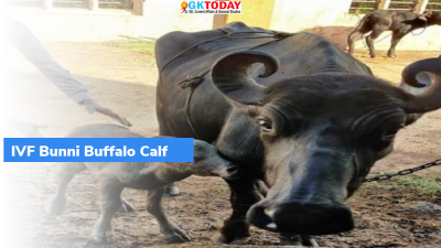 India’s first Banni buffalo IVF calf born