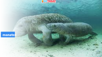 Manatee