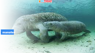 Manatee